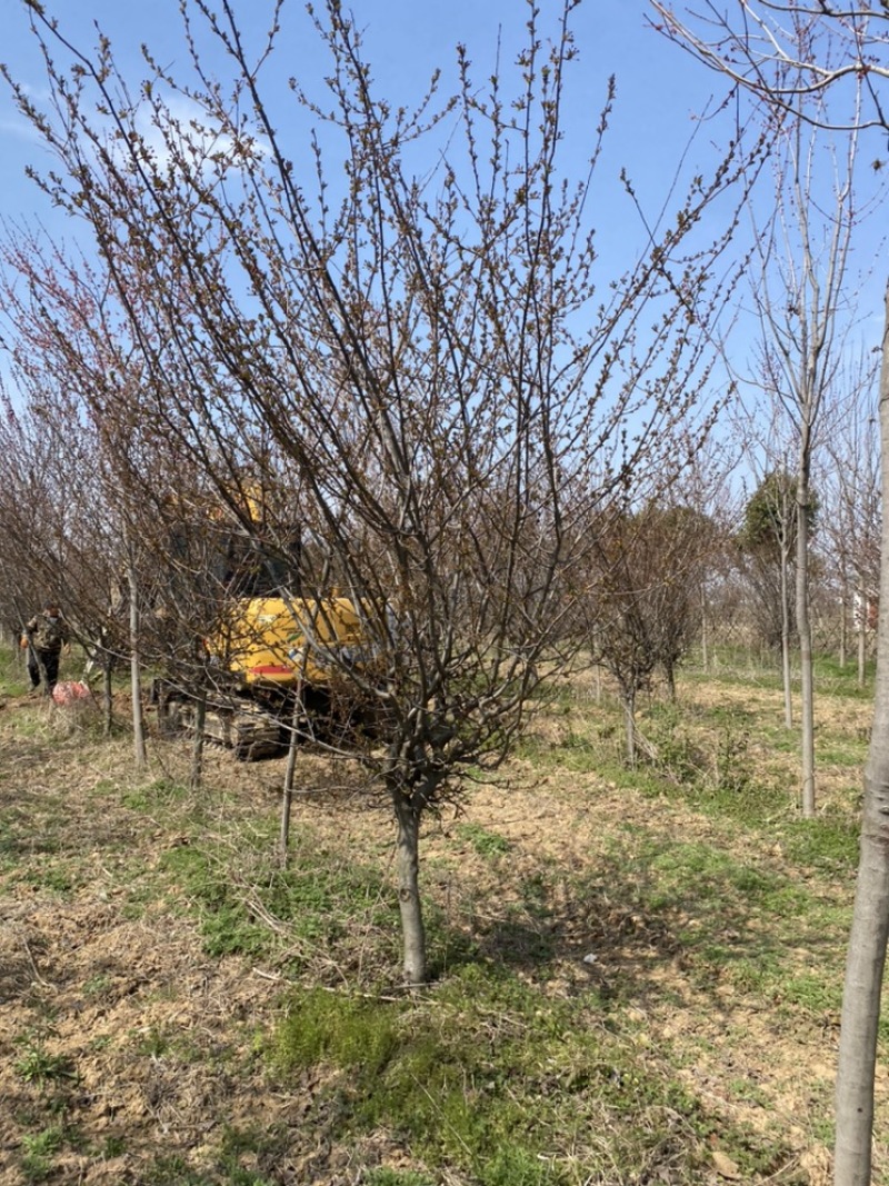 垂丝海棠基地直销，一手货源，免费提供种植技术，可开发票