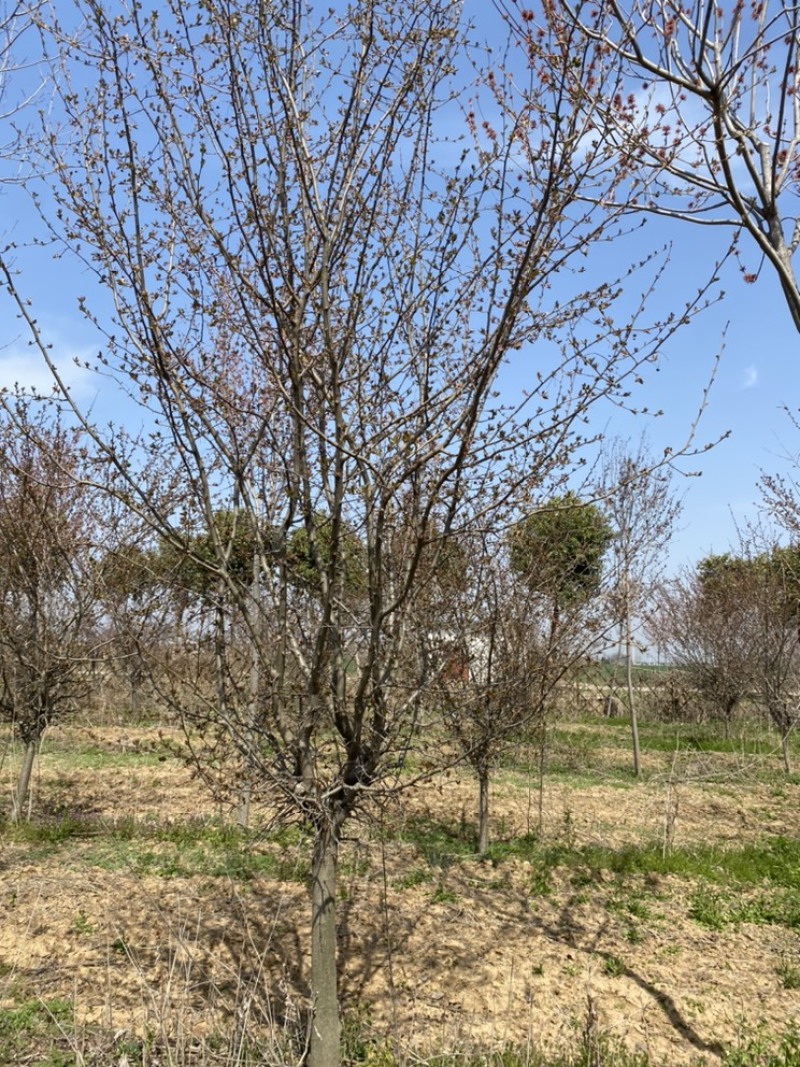 垂丝海棠基地直销，一手货源，免费提供种植技术，可开发票