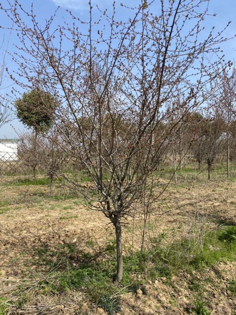 垂丝海棠基地直销，一手货源，免费提供种植技术，可开发票