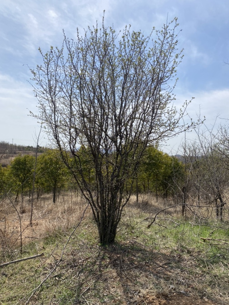 丛生木瓜海棠基地直销，一手货源，免费提供种植技术