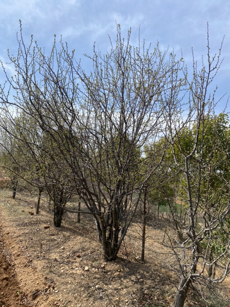 丛生木瓜海棠基地直销，一手货源，免费提供种植技术