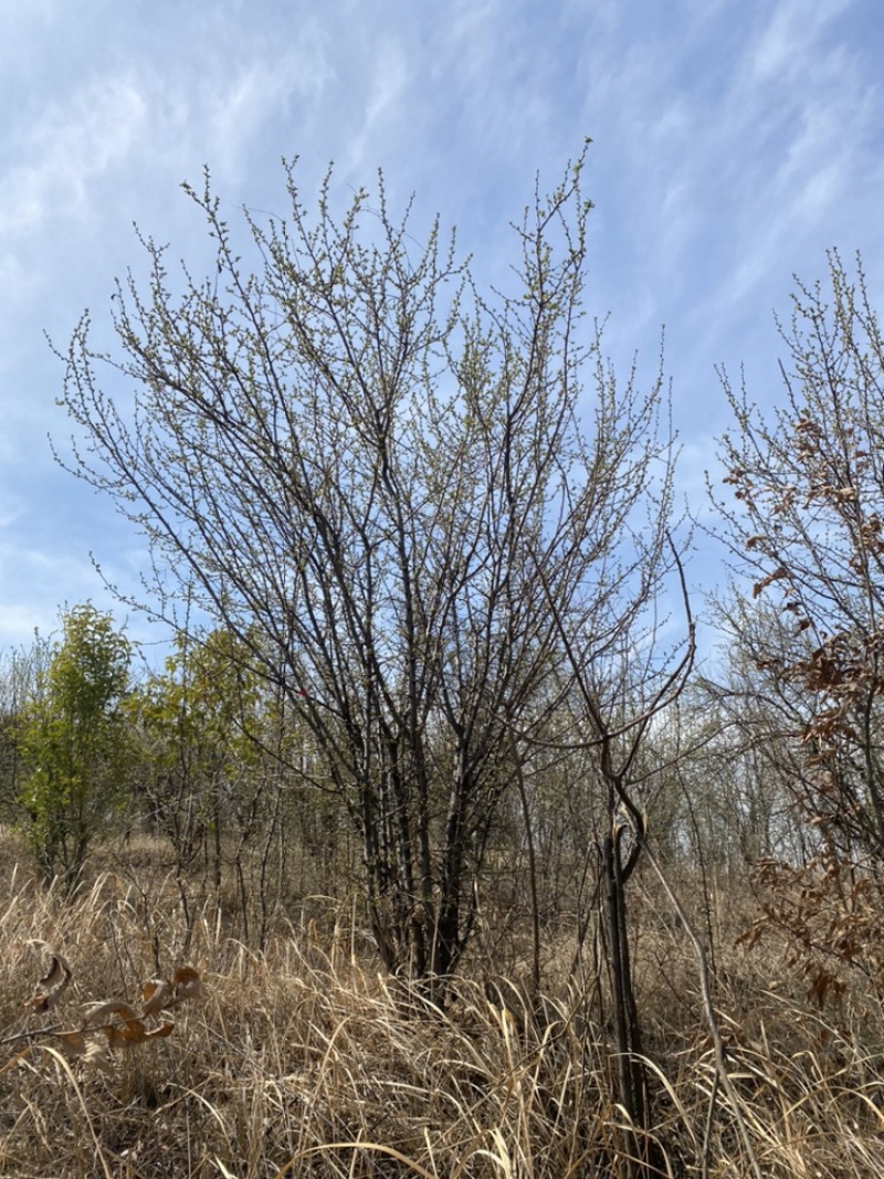 丛生木瓜海棠基地直销，一手货源，免费提供种植技术
