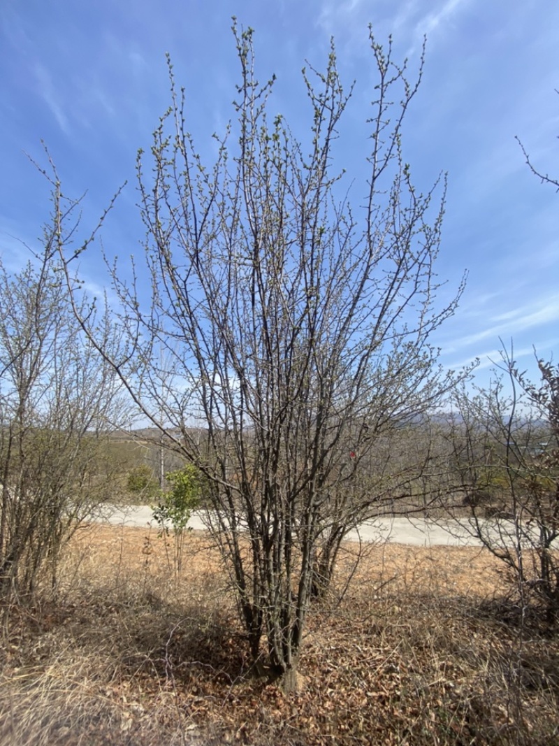 丛生木瓜海棠基地直销，一手货源，免费提供种植技术