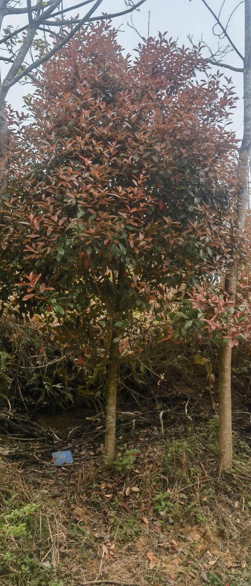 红叶石楠