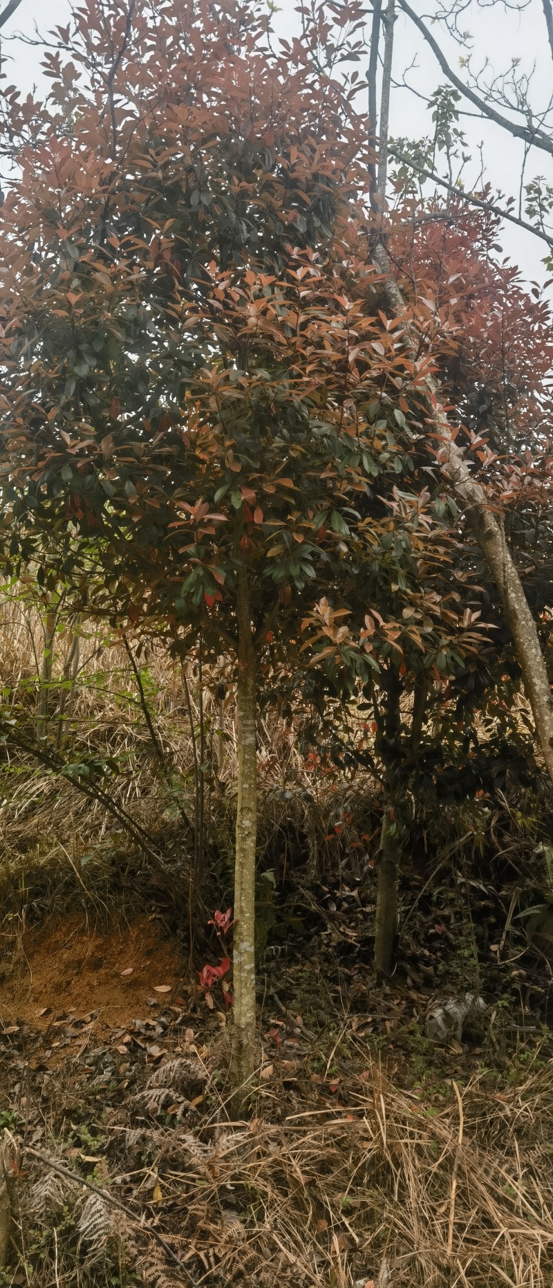 红叶石楠