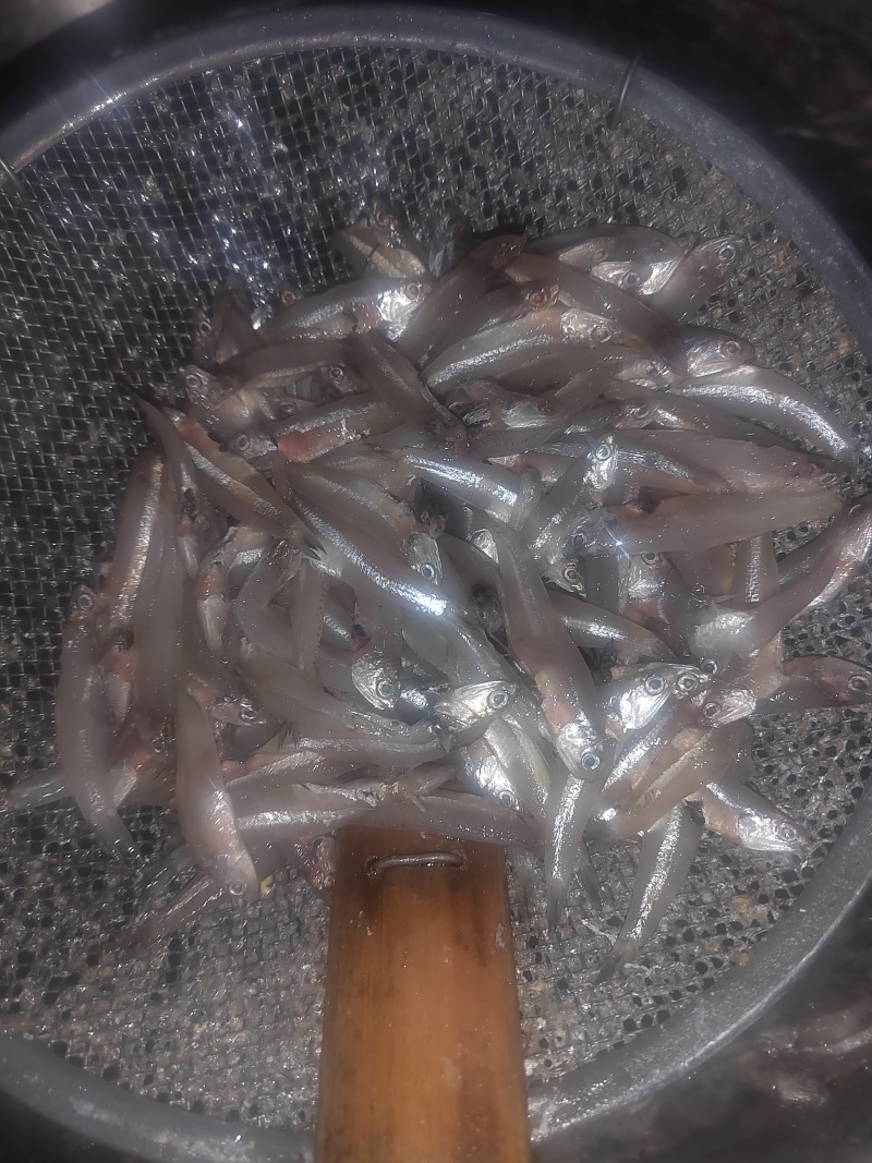 小公鱼，公鱼仔，白帆鱼鱼干原料，饲料鱼