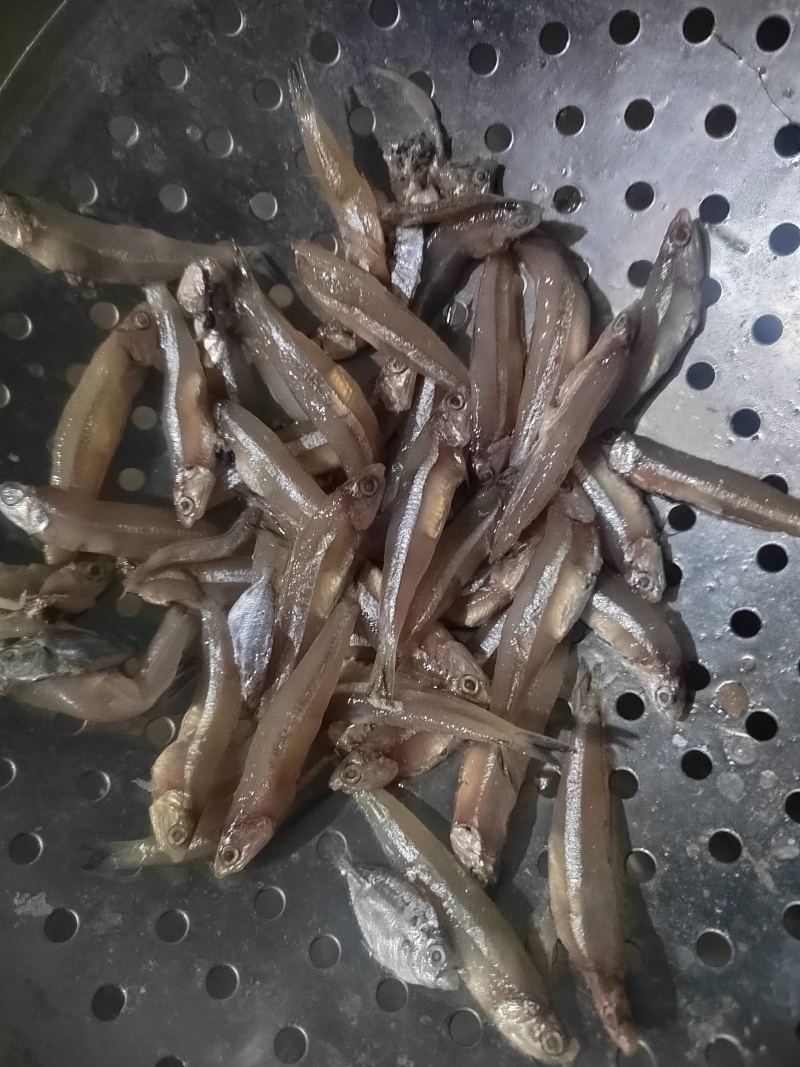 小公鱼，公鱼仔，白帆鱼鱼干原料，饲料鱼