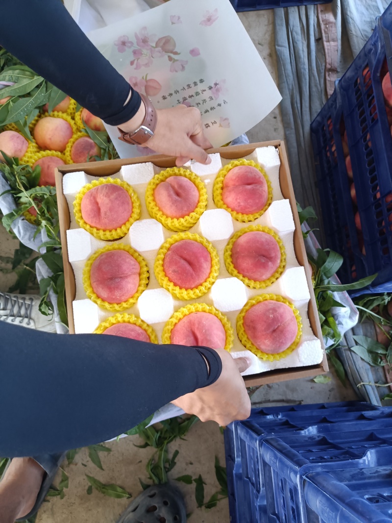 毛桃