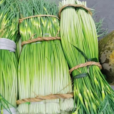 精品白帽蒜薹50~60cm，产地直销，质量保证，诚信