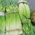 精品白帽蒜薹50~60cm，产地直销，质量保证，诚信