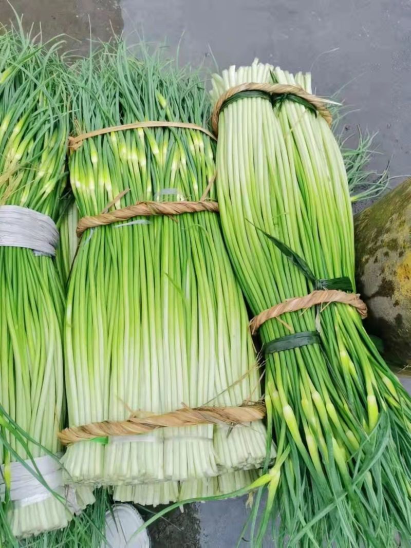精品白帽蒜薹50~60cm，产地直销，质量保证，诚信