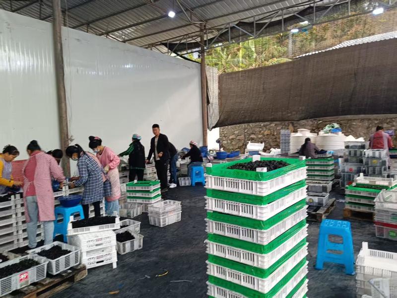 四川桑葚大量供应，产地直发，品质保证，可视频看货，欢迎来