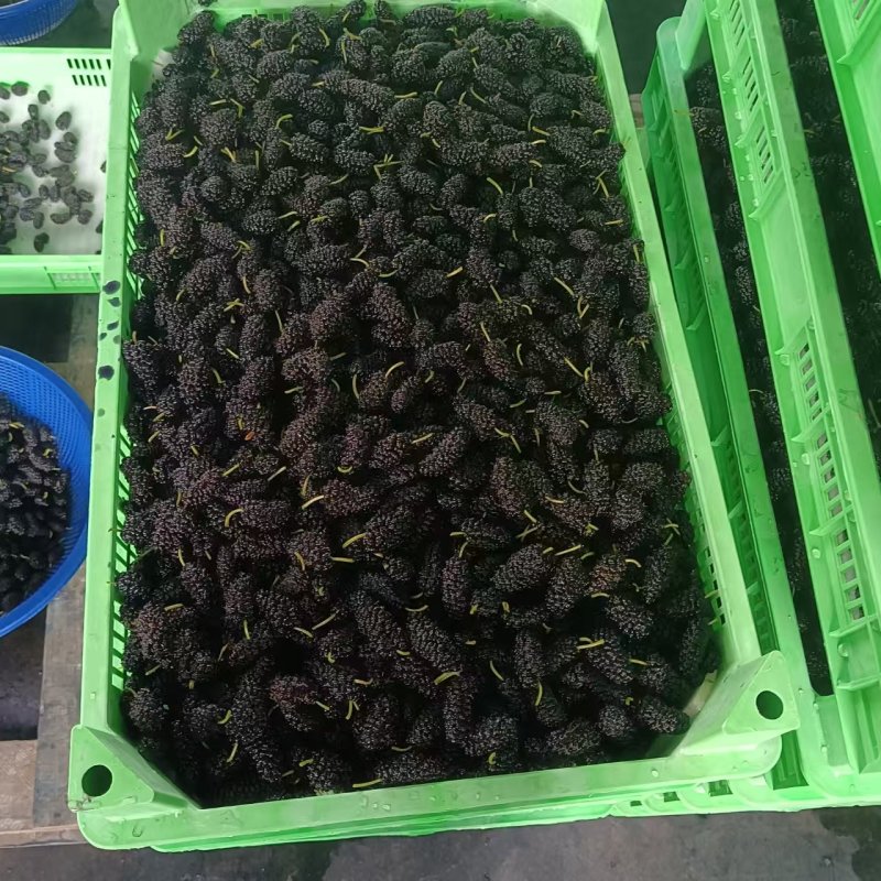 四川桑葚大量供应，产地直发，品质保证，可视频看货，欢迎来