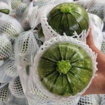 小南瓜，嫩南瓜，大量供应，对接批发商，各平台电商，档口