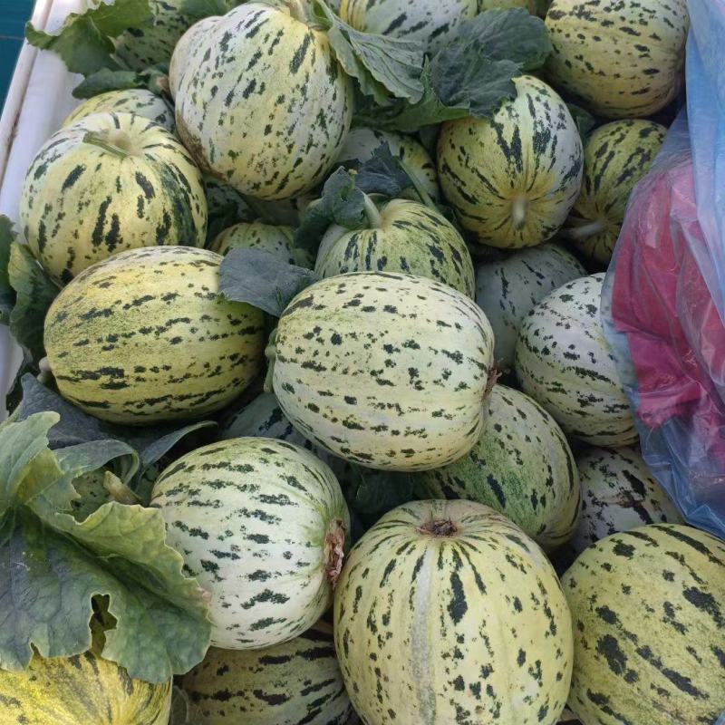 八里香甜瓜花美人花蕾花姑娘礼品甜瓜，商超对接，一件代发