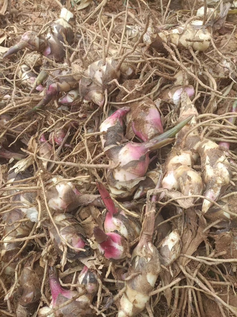 芭蕉芋粉