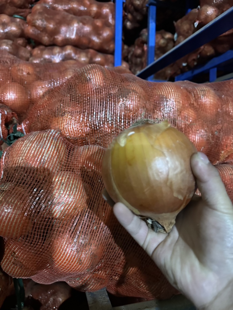 精品扒皮黄洋葱大量现货对接全国各批发市场加工厂