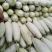 八里香甜瓜花美人花蕾花姑娘礼品甜瓜，商超对接，一件代发