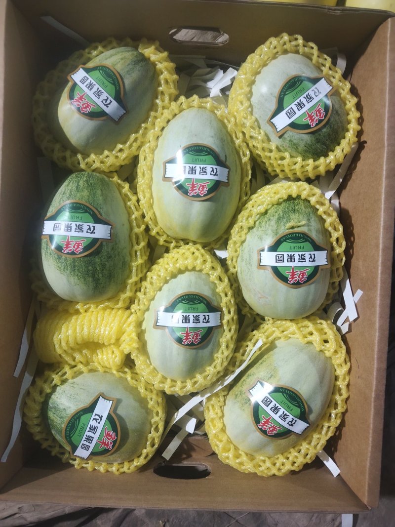 八里香甜瓜花美人花蕾花姑娘礼品甜瓜，商超对接，一件代发