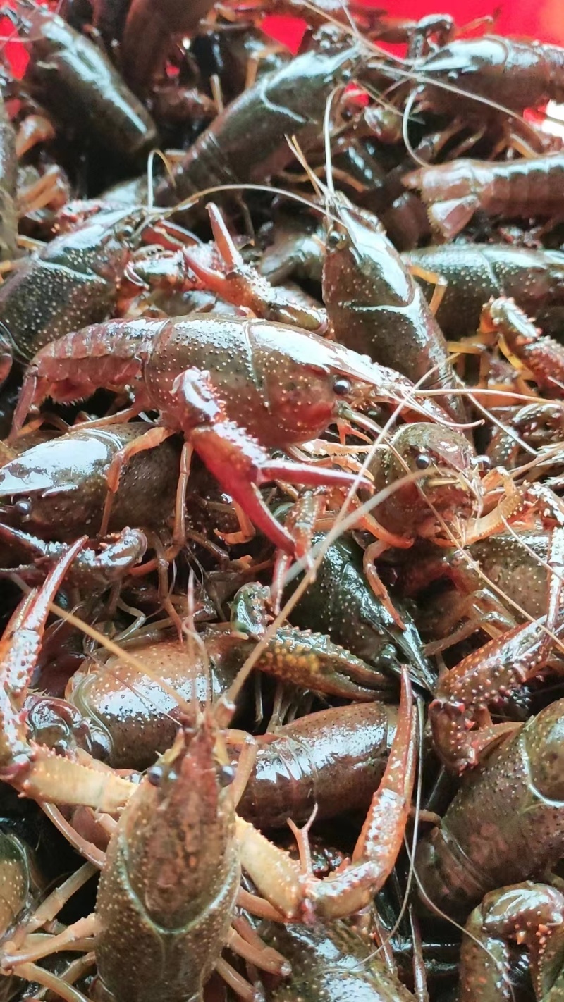 小龙虾清水虾