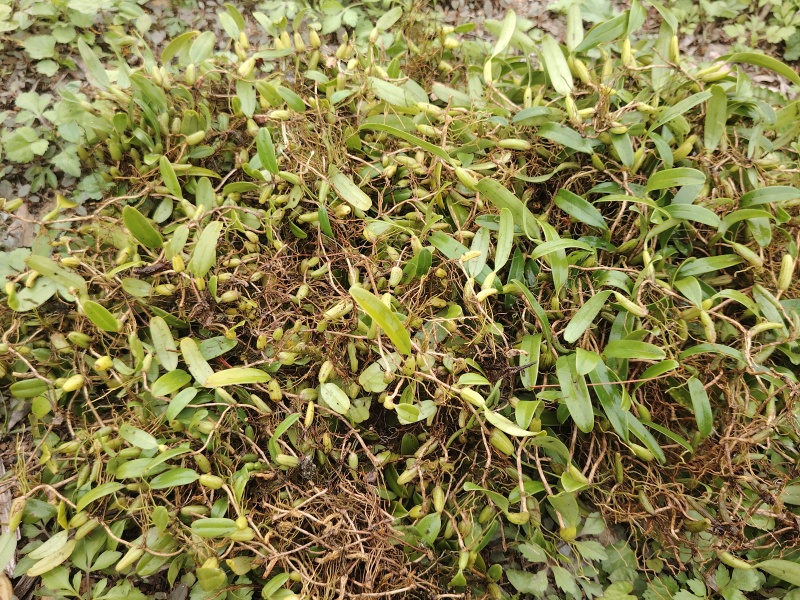 单叶小果