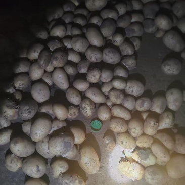 张北沽源县V7，价格合适欢迎到窑里来看货，只发整车。