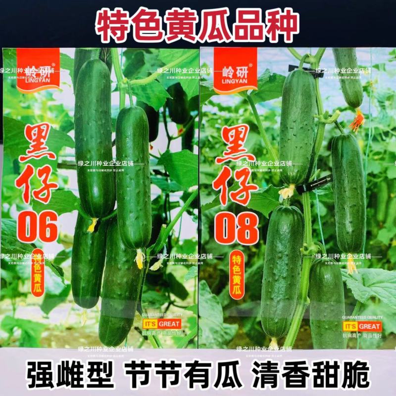 黑仔06清香甜脆水果黄瓜种子强雌节节有瓜特色墨绿色黄瓜