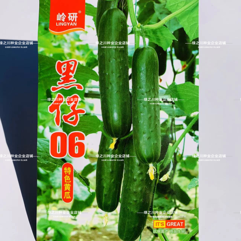 黑仔06清香甜脆水果黄瓜种子强雌节节有瓜特色墨绿色黄瓜