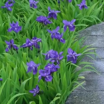 蓝花鸢尾