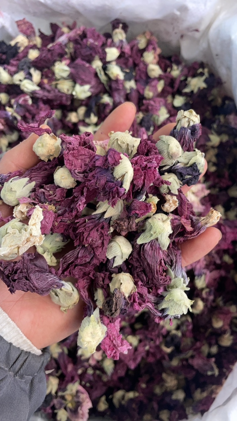 紫罗兰花大货批发