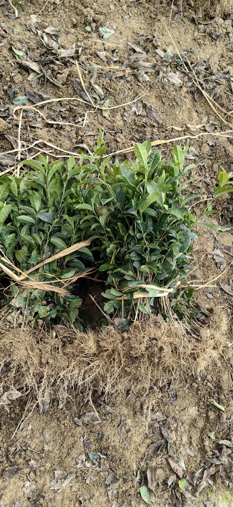 梧州茶叶苗，云抗十号茶苗，梧州六堡茶苗，梧州茶叶苗