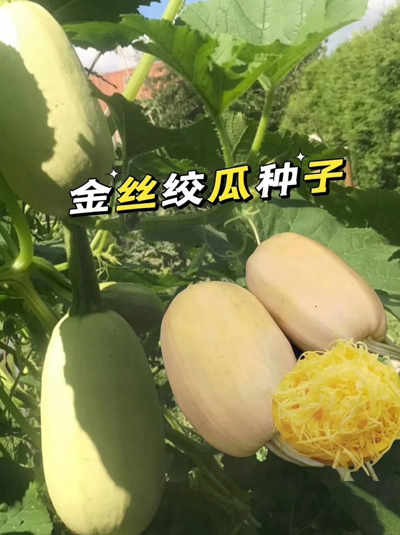 拍砸改良双抗金丝绞瓜种子抗病四季播种天然粉丝早熟高产