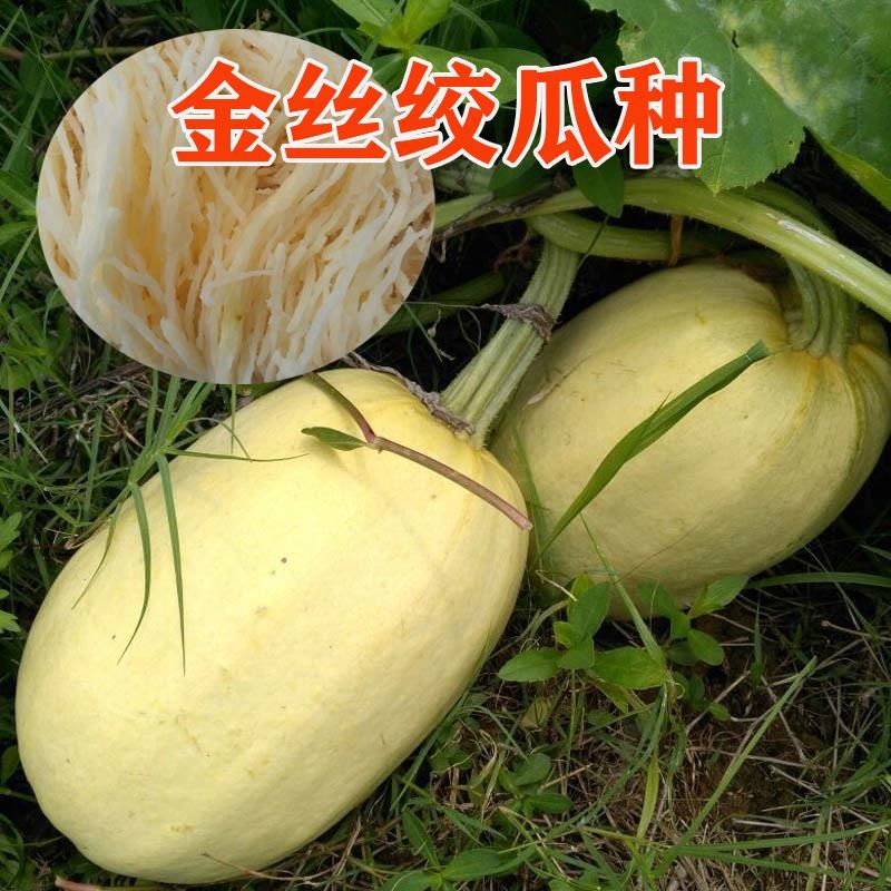 拍砸改良双抗金丝绞瓜种子抗病四季播种天然粉丝早熟高产