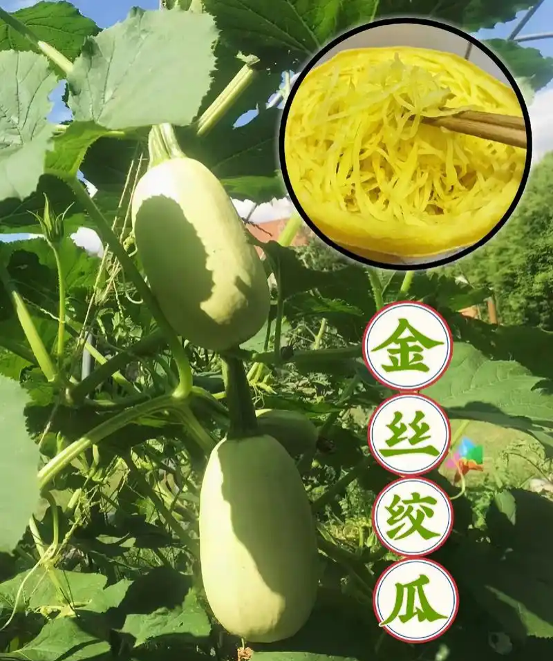 拍砸改良双抗金丝绞瓜种子抗病四季播种天然粉丝早熟高产