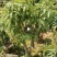 高压圈荔枝树苗冰荔荔枝苗仙进奉桂味无核当年结果南方种植庭