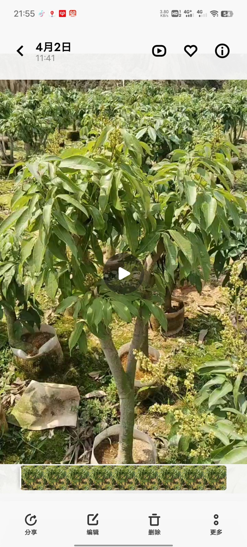 高压圈荔枝树苗冰荔荔枝苗仙进奉桂味无核当年结果南方种植庭