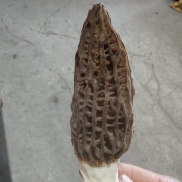春来**鲜