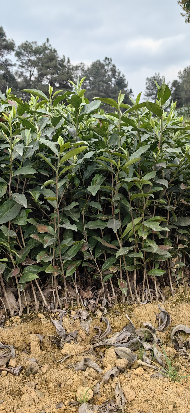 福鼎大白茶苗，贵州福鼎大白茶苗，湖北福鼎大白茶苗