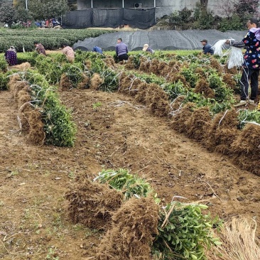 龙井43茶苗，贵州龙井茶苗，贵州中茶108茶苗