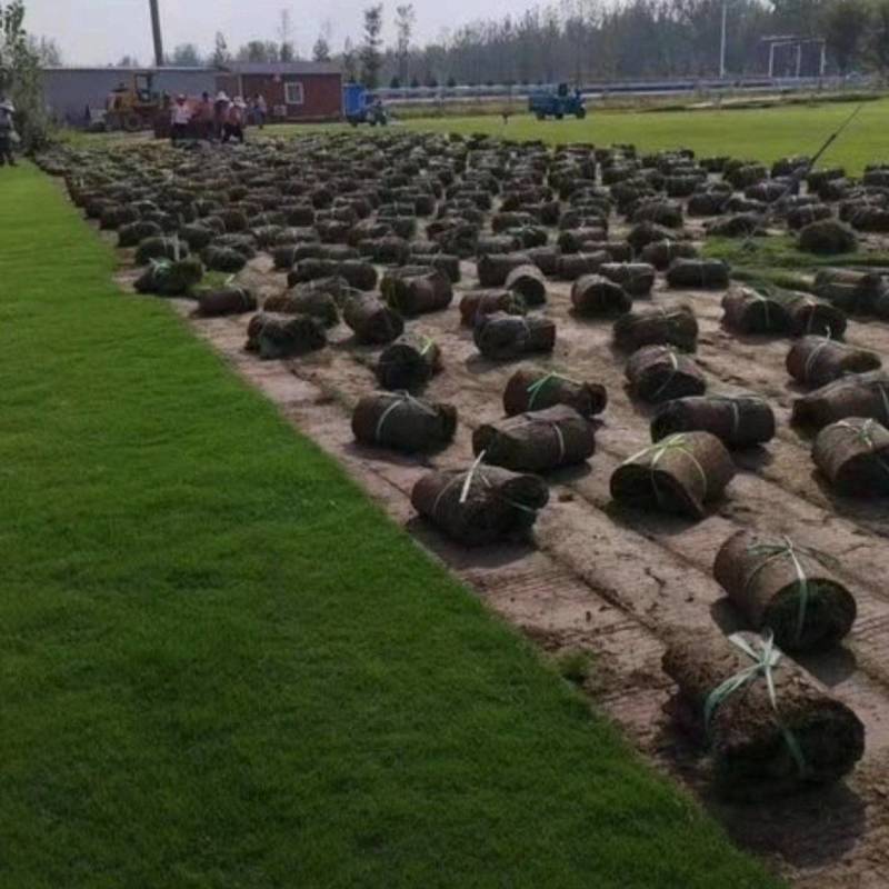基地大量出售四季青草坪