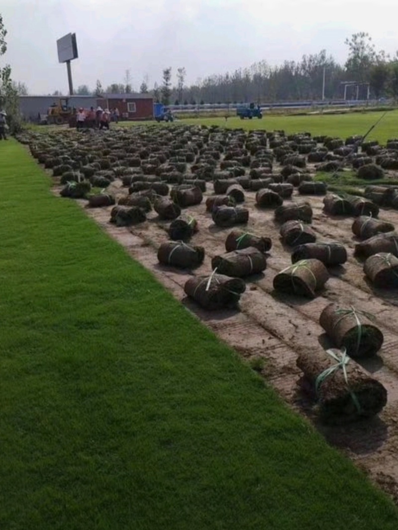 基地大量出售四季青草坪