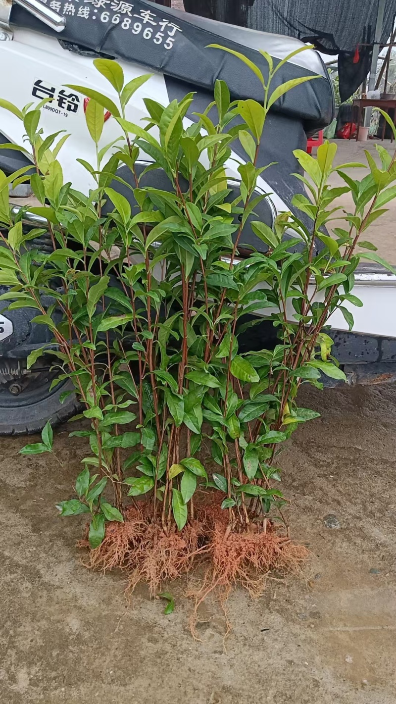 龙井43茶苗，贵州龙井茶苗，贵州中茶108茶苗