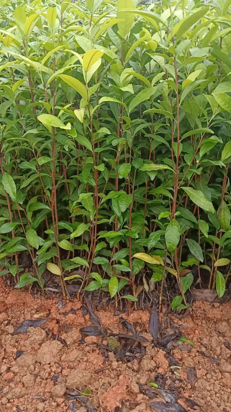 龙井43茶苗，贵州龙井茶苗，贵州中茶108茶苗