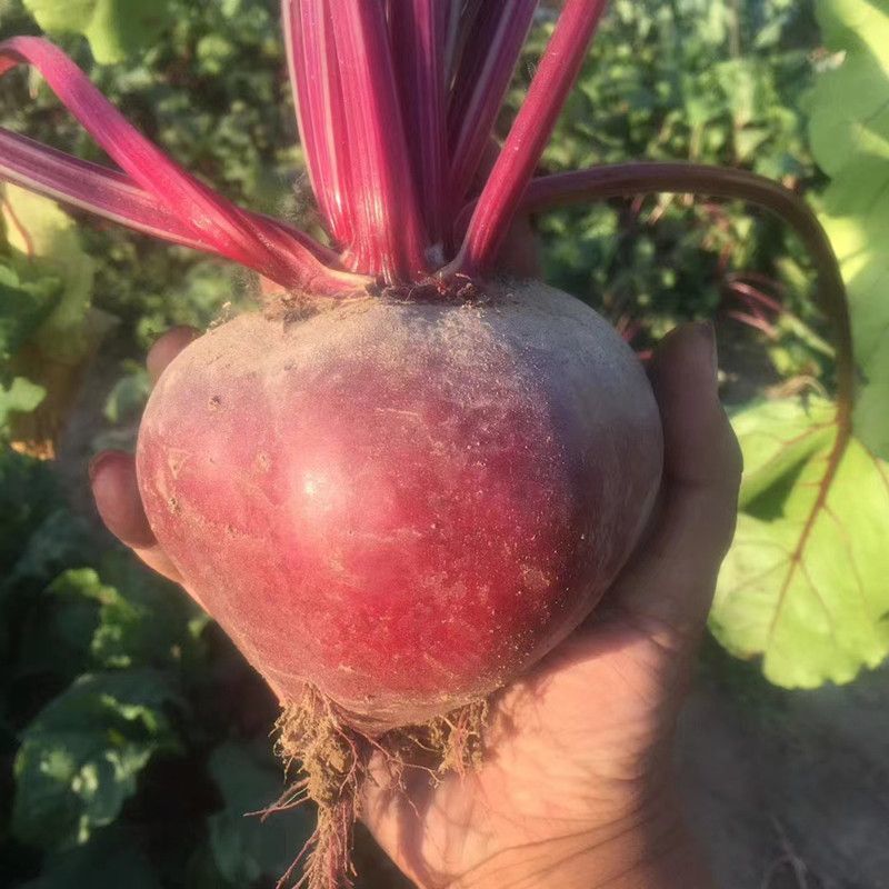 养血红甜菜种子叶大耐寒蔬菜春秋根茎类蔬菜籽种叶梗