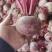 养血红甜菜种子叶大耐寒蔬菜春秋根茎类蔬菜籽种叶梗