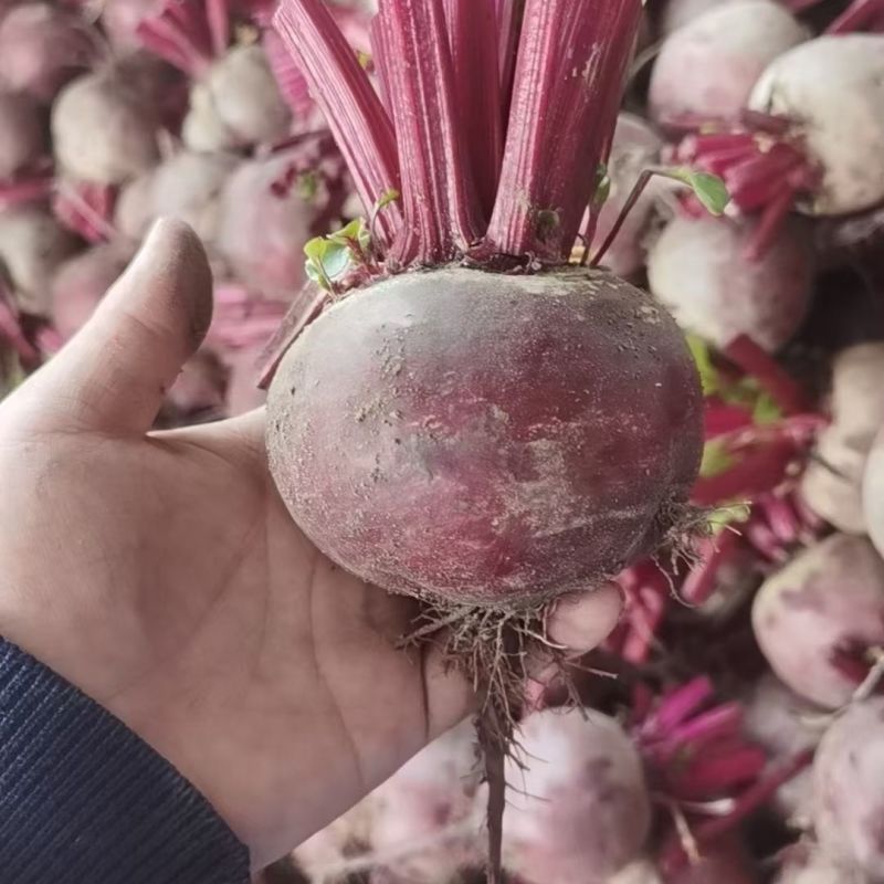 养血红甜菜种子叶大耐寒蔬菜春秋根茎类蔬菜籽种叶梗