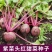 养血红甜菜种子叶大耐寒蔬菜春秋根茎类蔬菜籽种叶梗