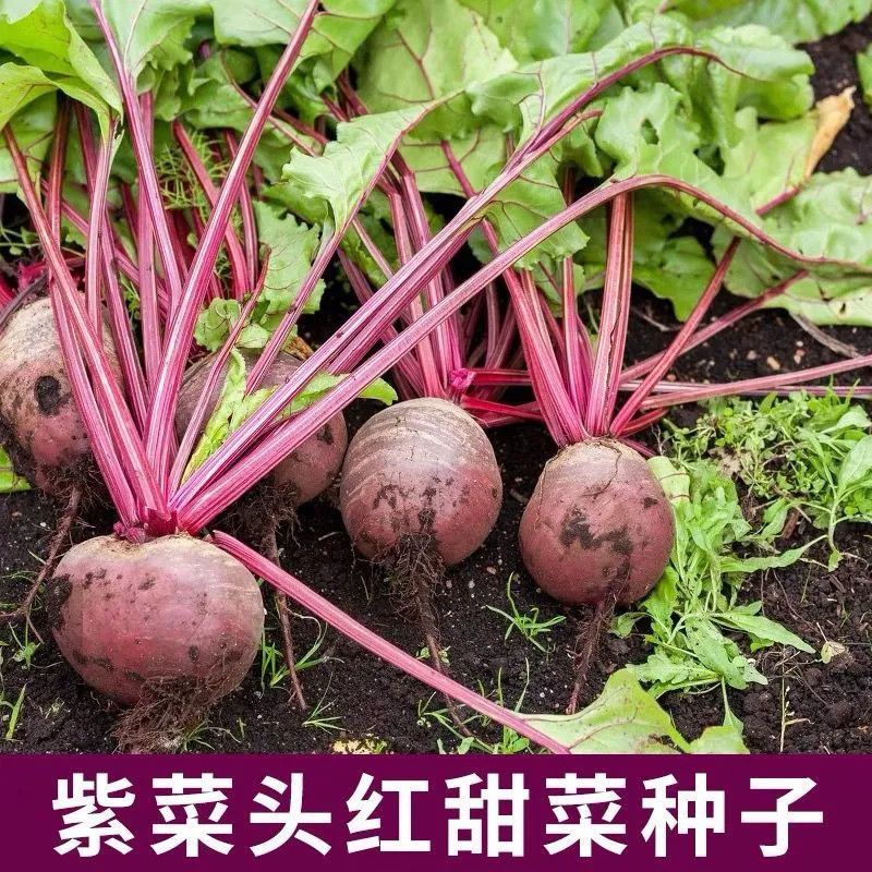 养血红甜菜种子叶大耐寒蔬菜春秋根茎类蔬菜籽种叶梗