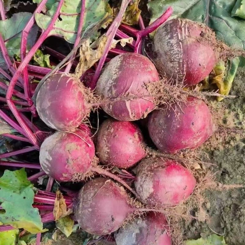 养血红甜菜种子叶大耐寒蔬菜春秋根茎类蔬菜籽种叶梗