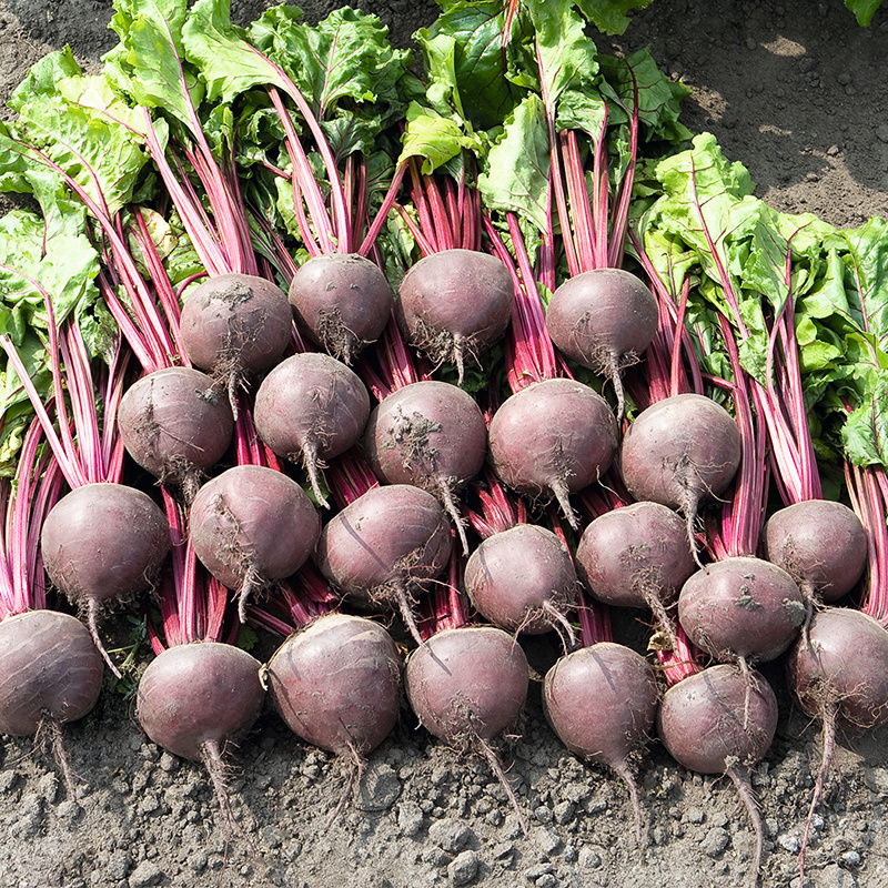 养血红甜菜种子叶大耐寒蔬菜春秋根茎类蔬菜籽种叶梗